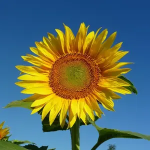 Lars J. – Soul- & Self-Leadership Erfahrungen Eine einzeln wachsende Sonnenblume als Platzhalter für das Teilen von Lars J. über seine Erfahrungen im Mentoring für Soul- & Self-Leadership.