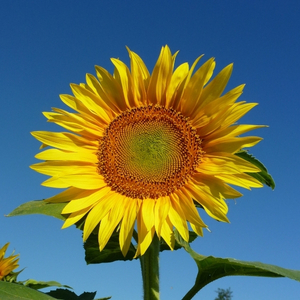 Manuela S., Abteilungsleiterin – Soul- & Self-Leadership Erfahrungen Eine Sonnenblume vor blauem Himmel als Platzhalter für das Feedback von Abteilungsleiterin Manuela S. aus Österreich über ihre Erfahrungen im Mentoring für Soul- & Self-Leadership.